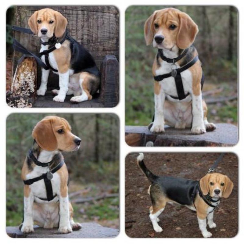 Erg lieve en mooie (ras) Beagle mag een leuk nieuw baasje