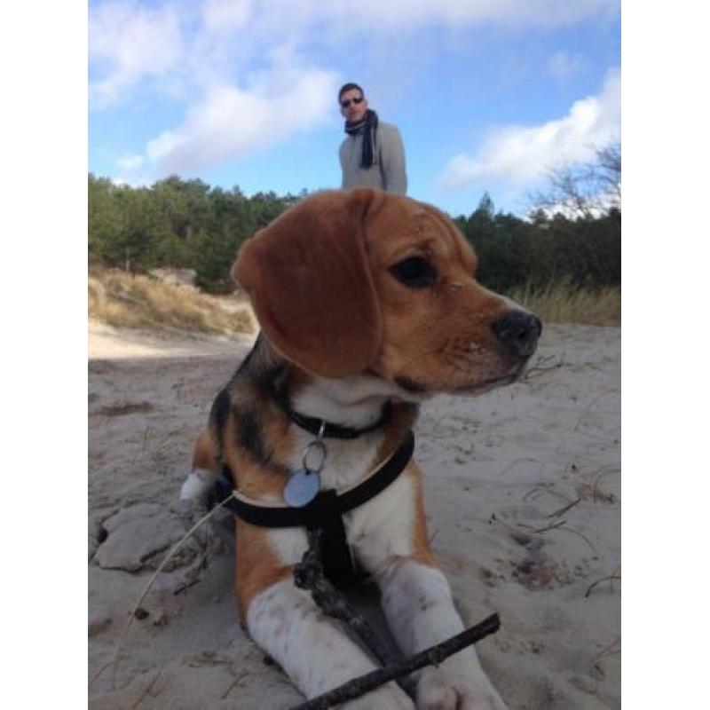 Erg lieve en mooie (ras) Beagle mag een leuk nieuw baasje