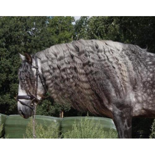 Gave pre/andalusier apto hengst