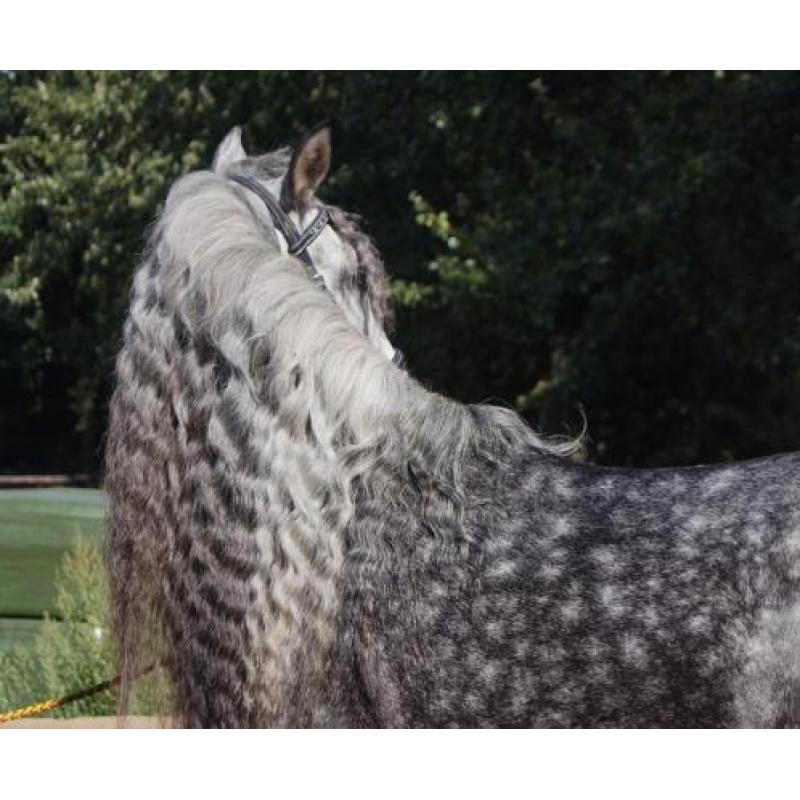 Gave pre/andalusier apto hengst