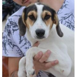 Pup teefje kr beagle zoekt leuk gezin