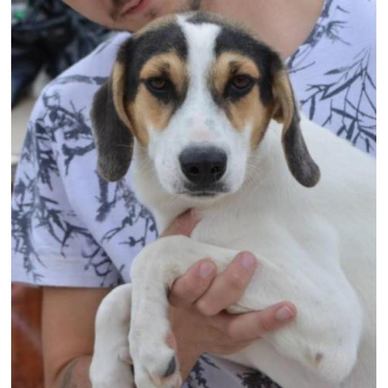 Pup teefje kr beagle zoekt leuk gezin