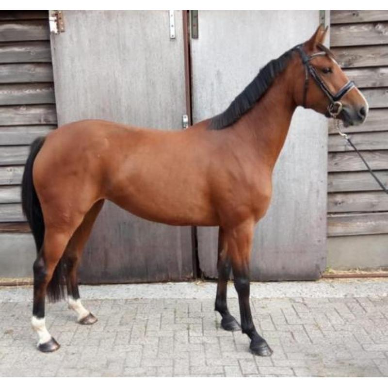 super merrie, applaus x guidam de revel