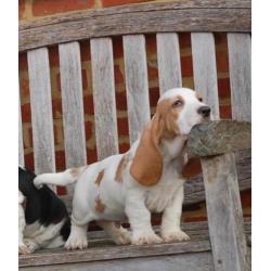 Eng.bassethound pups mooie kleuren