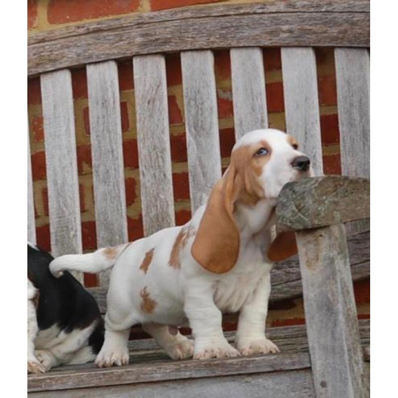 Eng.bassethound pups mooie kleuren