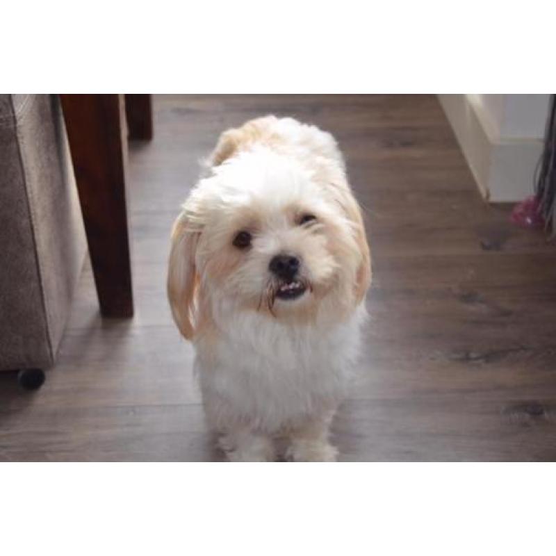 Shi tzu kruising reutje gec 1 jaar. Bingo