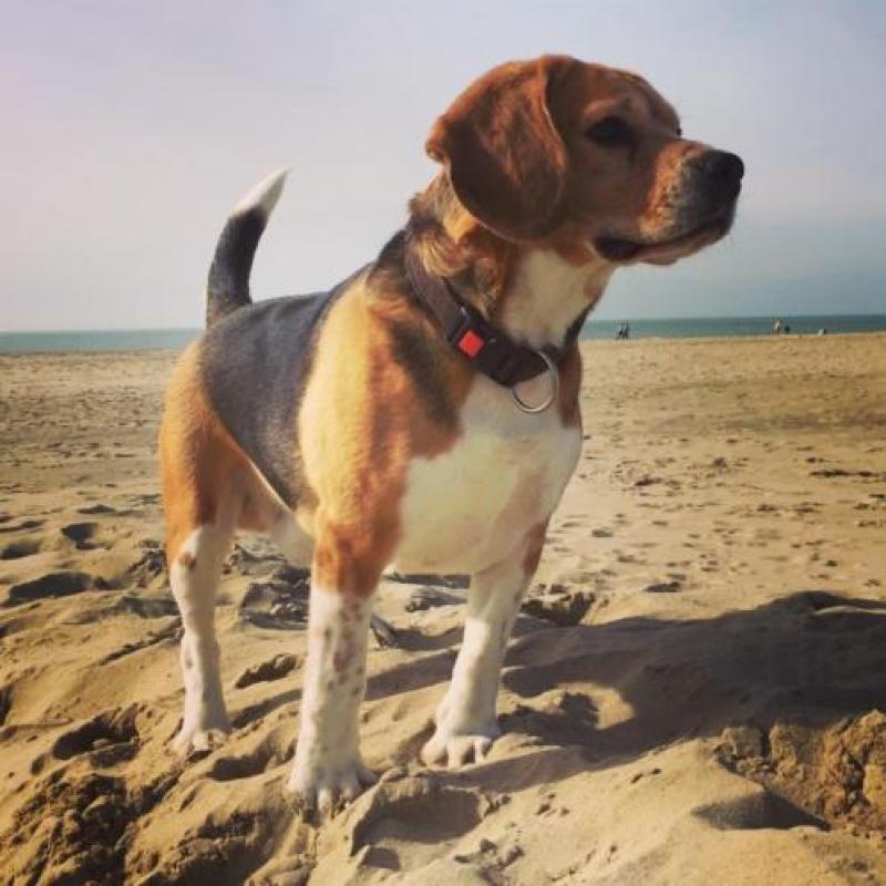 Erg lieve en mooie (ras) Beagle mag een leuk nieuw baasje