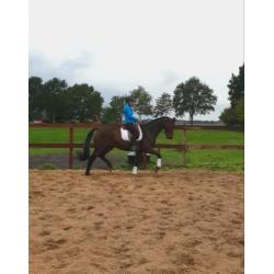 Opvallende dressuur topper