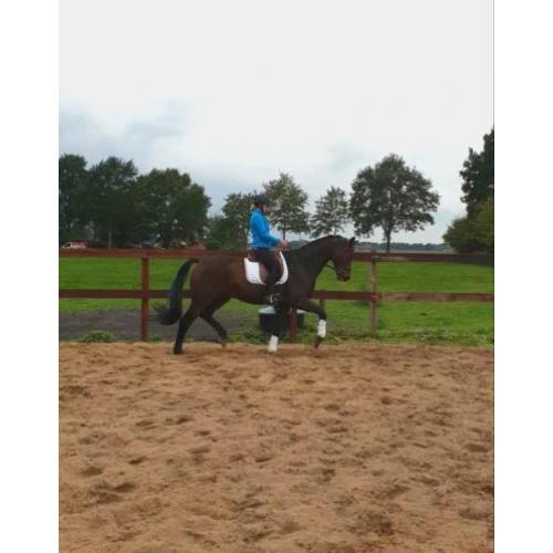 Opvallende dressuur topper