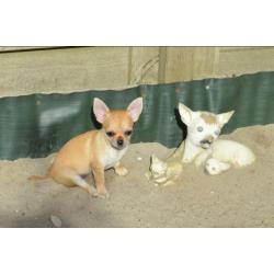 Mooi chihuahua teef puppie met FCI stamboom