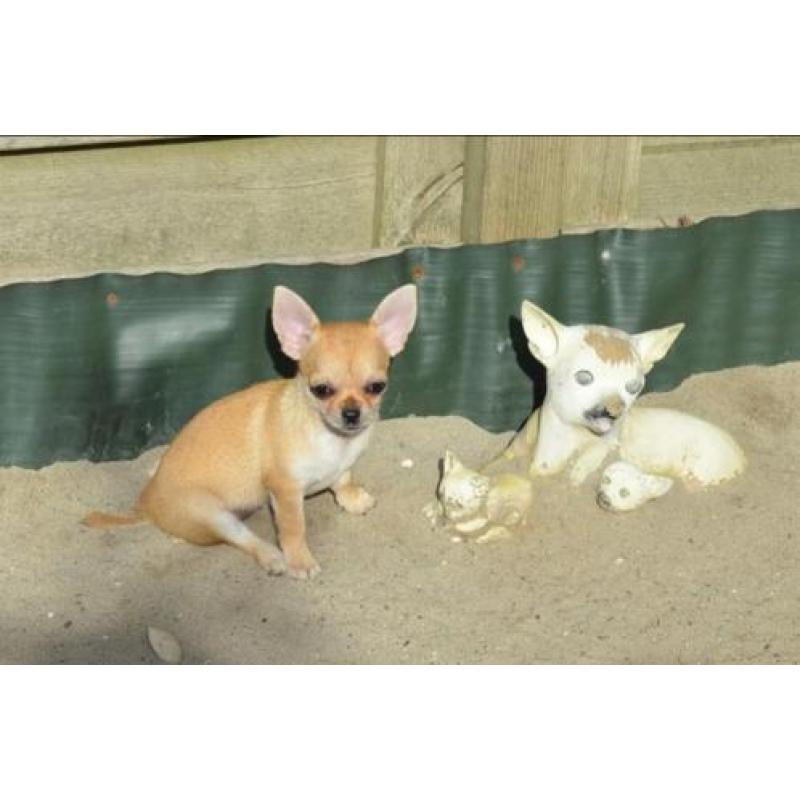 Mooi chihuahua teef puppie met FCI stamboom