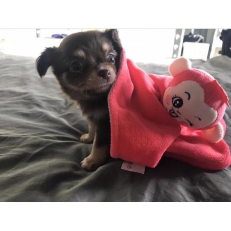 Chihuahua puppys