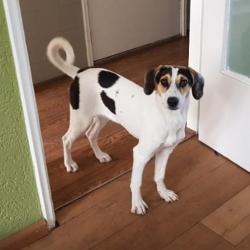 Pup teefje kr beagle zoekt leuk gezin