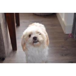 Shi tzu kruising reutje gec 1 jaar. Bingo