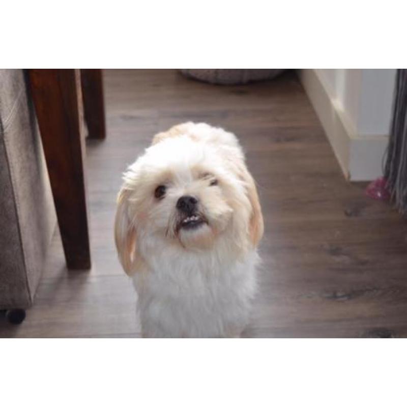 Shi tzu kruising reutje gec 1 jaar. Bingo