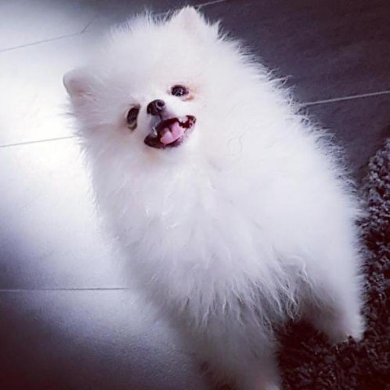 Pomeranian teefje & reutje