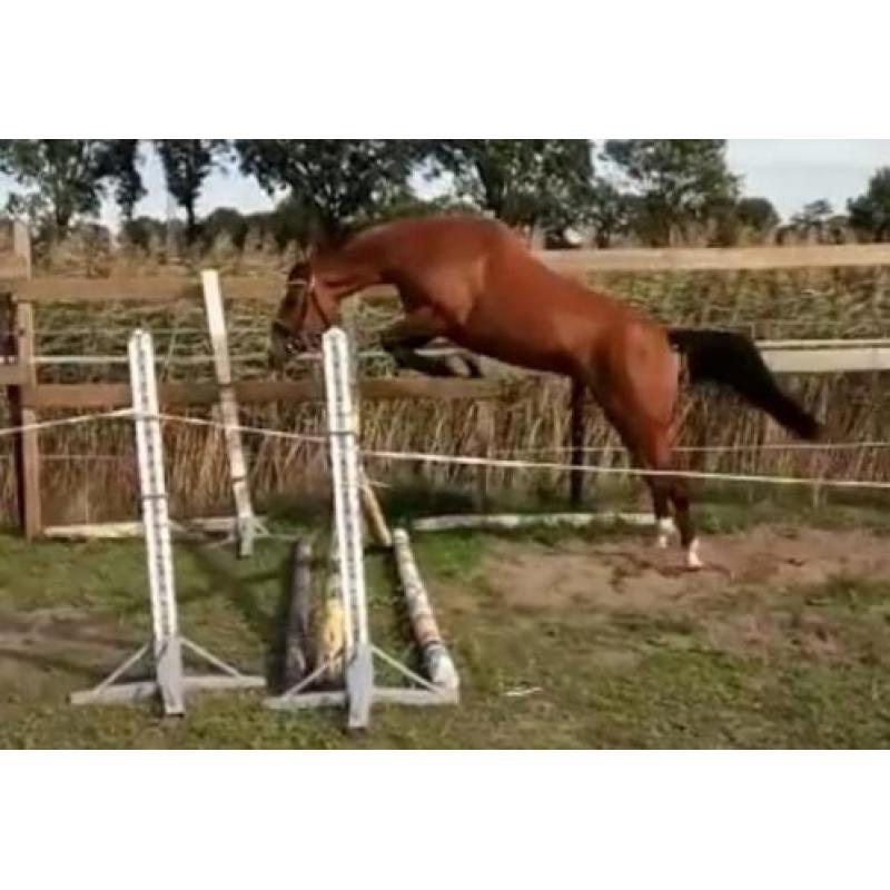 super merrie, applaus x guidam de revel