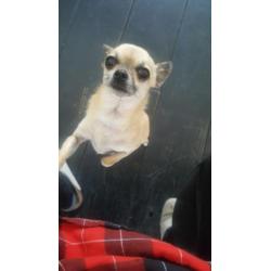 Licht bruine 3 jarige Chihuahua