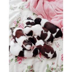 Shih tzu Puppies