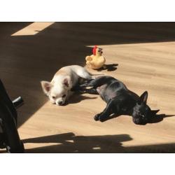 Chihuahua reutje en teefje