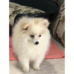 dwergkees pups