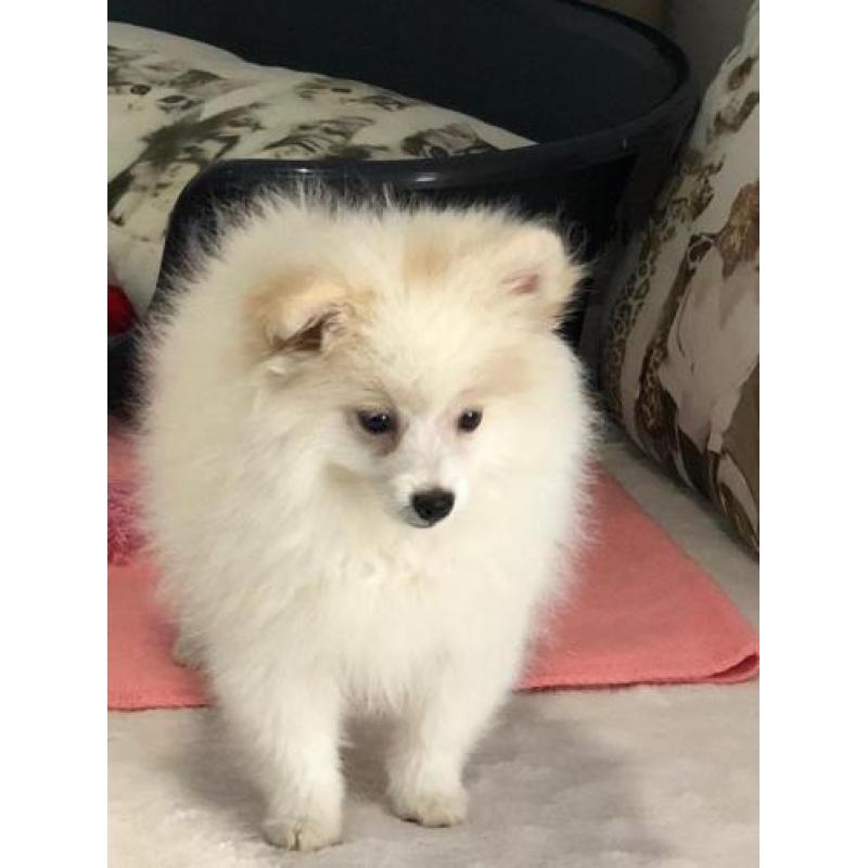 dwergkees pups