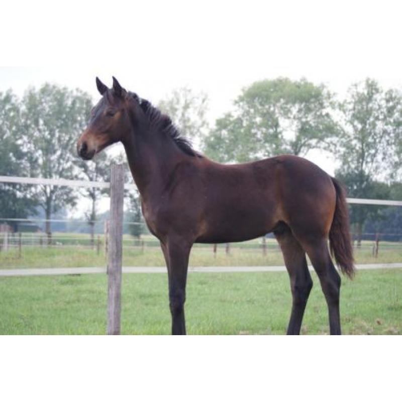 11 jarige Riccione merrie t.e.a.b.