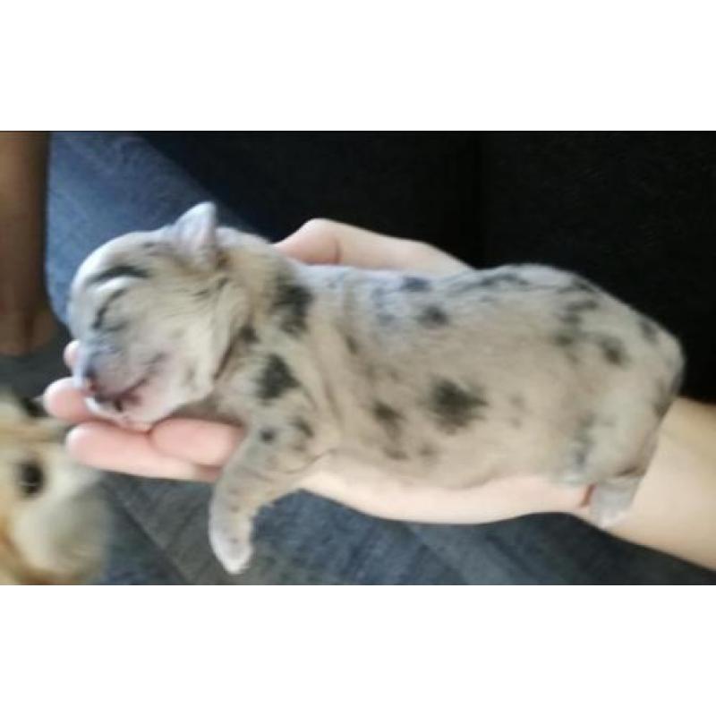 Langharige chihuahua pups