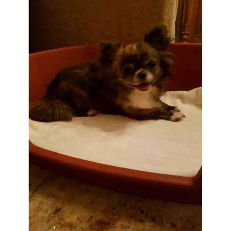 Te koop prachtig chihuahua reutje ! MET FCI STAMBOOM.