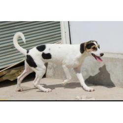 Pup teefje kr beagle zoekt leuk gezin