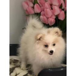 dwergkees pups