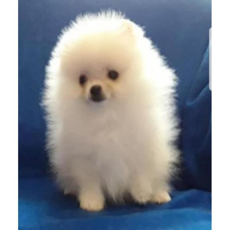 Zeer mooi mini Teefje Pomeriaan/Pomeranian/Dwergkweesje/FCI