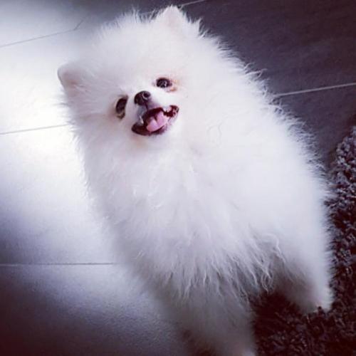 Pomeranian teefje & reutje