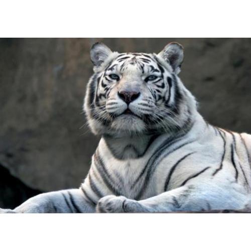 Jungle fotobehang Witte tijger behang *Muurdeco4kids